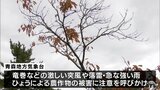 20日朝まで大気の状態が非常に不安定 竜巻や落雷・激しい突風に注意を 青森県|TBS NEWS DIG