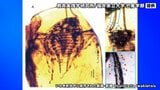 8600万年以上前のゴキブリとは?世界初「琥珀中に白亜紀後期のゴキブリ」の化石 福井県立大学などが突き止める 夜行性行動の初期進化を示唆|TBS NEWS DIG