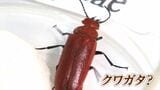6月4日は虫の日「妻がムカデに噛まれた」一方クワガタにも見える朱色の虫にご用心 実は毒が【岡山】 |TBS NEWS DIG