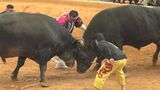 秋の全島闘牛大会 王座を懸けて激突|TBS NEWS DIG