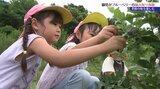 ポイントは「濃い紫色になった粒を選ぶこと」 園児たちが盛岡市の果樹園でブルーベリーの摘み取り体験|TBS NEWS DIG