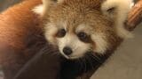 「ぴょこぴょこしてかわいい」レッサーパンダの赤ちゃん一般公開 名前を11月16日まで募集中＝静岡・日本平動物園　|　静岡のニュース | SBSNEWS | 静岡放送