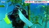 海中から「星に願いを」佐渡でダイバーがコブダイの歓迎受けて恒例の『七夕』イベント 新潟県佐渡市|TBS NEWS DIG