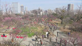 紅白の梅の花が見頃「福岡城　梅まつり」　舞鶴公園で３年ぶり開催　|　福岡のニュース｜RKB NEWS｜RKB毎日放送