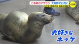 「ご長寿アザラシ」に感謝をこめて 敬老の日を前にごほうびのホッケ 広島・宮島水族館|TBS NEWS DIG