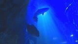 夜の水族館 ふだん見られない生き物の夜の生態を観察 山口・下関|TBS NEWS DIG