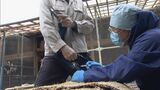 鵜の首をなでながら予防接種や血液検査 鵜飼の開幕を前に鵜の健康診断 獣医師が119羽調べて状態は良好|TBS NEWS DIG