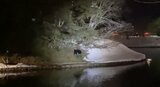 新庄市中心部のクマ 夜の最新画像 未だに最上公園にいる模様 100人態勢の包囲・警戒が続く(山形・新庄市) | 山形のニュース│TUYテレビユー山形