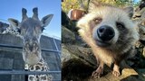 【動画版】“寝起きのカンガルー”に”キリンのアップ“ 飼育員が撮影する動物たちの写真や動画が満載 動物園のSNSに注目 宮崎市フェニックス自然動物園 | MRTニュース | MRT宮崎放送