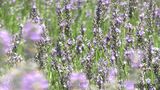 「香りに癒される」岡山・蒜山高原で5000株のラベンダーが見ごろ「摘み取り体験」も|TBS NEWS DIG
