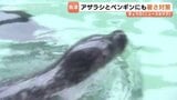 ”日本最古”魚津水族館で動物の熱中症対策　連日真夏を思わせる暑さ　アザラシやペンギンもほっと一息　富山・魚津市|TBS NEWS DIG