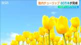 「春らしくて、春を満喫できて良い」800種類 80万本のチューリップが見ごろに 新潟・胎内市|TBS NEWS DIG