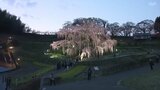 【中継】三春滝桜がライトアップ 樹齢1000年超えるベニシダレザクラ 4年ぶり飲食スペースも 福島|TBS NEWS DIG