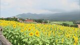 100万本のヒマワリが咲き誇る 都城市の高千穂牧場|TBS NEWS DIG