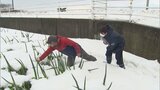収穫間近なのに…特産「白ネギ」大雪でほとんど折れる　被害甚大で農家悲鳴　|　BSSニュース | BSS山陰放送