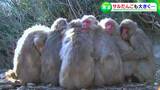 「サルは寒さのバロメーター」約100匹のサルが大集合!冬の風物詩・小豆島の “サル団子” 団子を乱す者にはボスザルのキツイお仕置きが...【香川】 | 岡山・香川のニュース | 天気 | RSK山陽放送