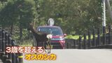 野生のシカが街なかを爆走する姿をカメラが捉えた!台風14号の影響?それとも繁殖期?専門家に聞いてみると… | 熊本のニュース|RKK NEWS|RKK熊本放送