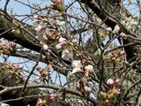 福岡でサクラが開花 平年より3日遅く、去年より2日早い | 福岡のニュース|RKB NEWS|RKB毎日放送