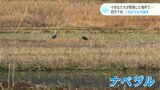 「静かに見守って」ねぐらになるようにと小学生たちが整備した場所で…2羽のツルが越冬 | 高知のニュース・天気|KUTV NEWS | KUTVテレビ高知