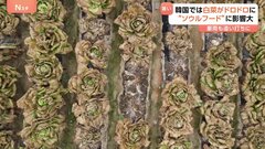 「猛暑警報」韓国　白菜がドロドロに 被害額1500万円超 ソウルフード・キムチにも打撃　豪雨が追い打ち スイカ出荷できず| TBS CROSS DIG with Bloomberg