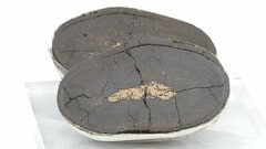 中国のレアアース支配 中東依存の石油 偏在する資源が示す“分断リスク”と相互依存が守る世界経済| TBS CROSS DIG with Bloomberg