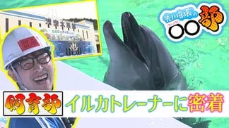 イルカトレーナーに密着「やりがいがすべて」年間1500回のパフォーマンスの舞台裏 本州最北の水族館【先川部長のわっち!!〇〇部】青森・浅虫水族館 | 青森のニュース│ATV NEWS│青森テレビ