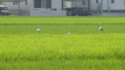 コウノドリ 1〜30 コウノドリ 1〜30 コウノドリ（30） (モーニングコミックス