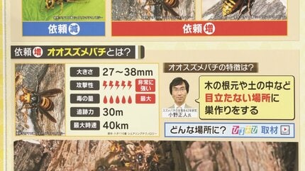 猛暑で異変！？「今年はオオスズメバチの年」目立たない場所に巣を作る