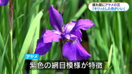 紫のキリっとした色が良い」アヤメの花が見頃 鹿児島市 | 鹿児島の