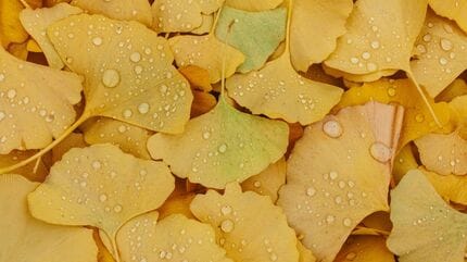 伝統あるイチョウ並木にはギンナンが落ちる？」黄金色になる理由は