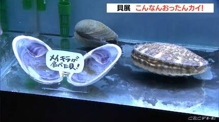 三重・鳥羽水族館で｢貝展 こんなんおったんカイ！｣ 真珠養殖に使う