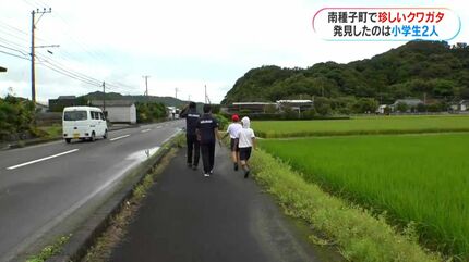 左がメス？右がオス？種子島で珍しいクワガタを小学生が発見「育てれば