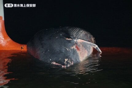 岩場にクジラらしきものが 漂着駿河湾を漂流していた死骸と同一かは