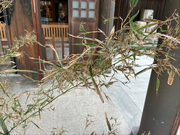 “吉兆もたらす”竹の花が開花 咲くのは120年に一度 射水神社の参道で発見 1週間程度公開 富山・高岡市 | 富山のニュース|天気・防災|チューリップテレビ