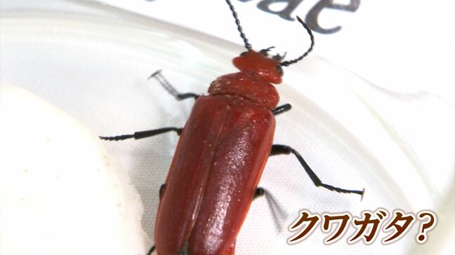 6月4日は虫の日「妻がムカデに噛まれた」一方クワガタにも見える朱色の虫にご用心 実は毒が【岡山】 |TBS NEWS DIG