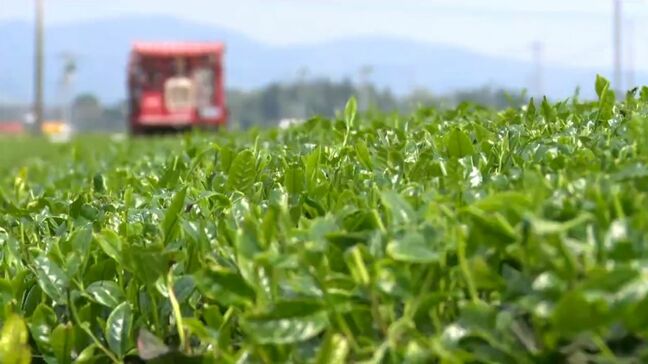 一番茶の荒茶生産量で鹿児島が初の日本一|TBS NEWS DIG