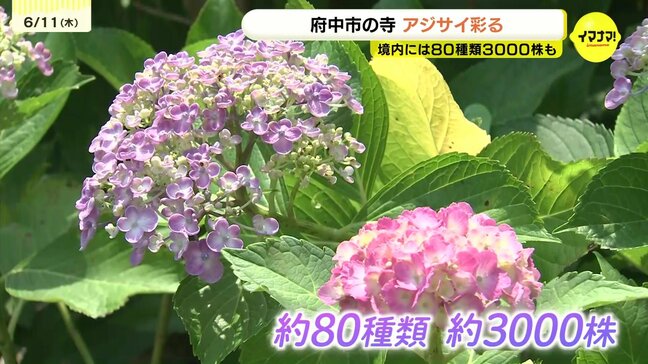 約80種類3000株が彩る「あじさい寺」　雨に恵まれ色づき鮮やか　6月いっぱい見ごろ　広島・府中市の|TBS NEWS DIG