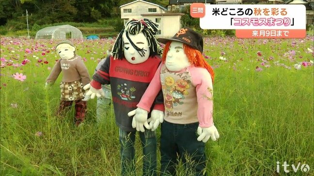 米どころを彩るコスモス約５００万本 案山子もお出迎え 愛媛・宇和島市|TBS NEWS DIG