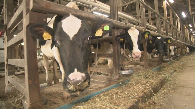 連日の猛暑でウシが夏バテ 石川県内の牧場では「牛乳の生産量15%減 」「電気代3割増」も…命優先の熱中症対策|TBS NEWS DIG
