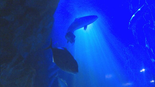 夜の水族館 ふだん見られない生き物の夜の生態を観察 山口・下関|TBS NEWS DIG