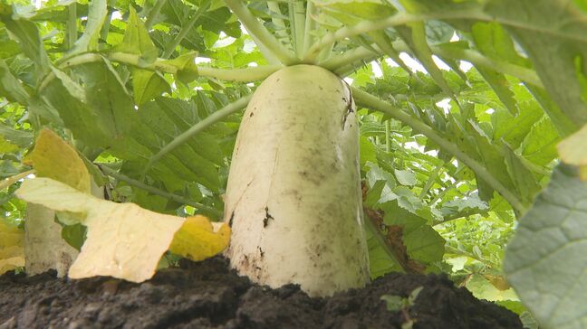 辛みと甘みのバランスがよい　県内最大の産地で「千石台だいこん」出荷始まる|TBS NEWS DIG