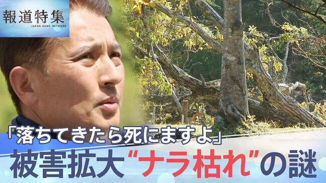 「あんなの落ちてきたら死にますよ」 突然の倒木で人命が奪われることも… 首都圏で急増中の“ナラ枯れ” 対策は?(2023年7月29日放送)【報道特集】|TBS NEWS DIG