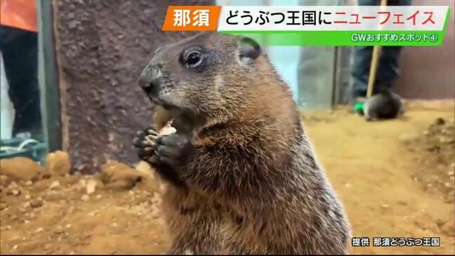 GWは那須へ!動物との触れ合いと絶品グルメで贅沢な休日を【ゴールデンウィークおススメスポット 福島県GWその6】|TBS NEWS DIG