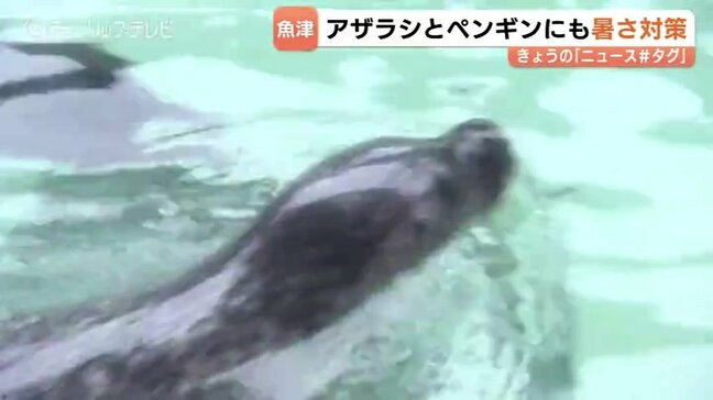 ”日本最古”魚津水族館で動物の熱中症対策 連日真夏を思わせる暑さ アザラシやペンギンもほっと一息 富山・魚津市|TBS NEWS DIG