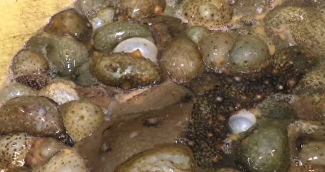 「黒いダイヤ」能登の高級食材“ナマコ”が深刻な不漁、震災と海水温上昇が打撃|TBS NEWS DIG