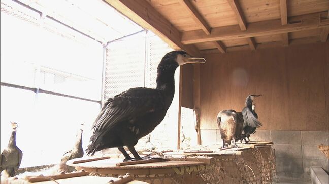 一羽ずつ丁寧に“鵜の健康診断” 長良川鵜飼は5月11日開幕 伝染病の予防接種や血液検査 岐阜|TBS NEWS DIG