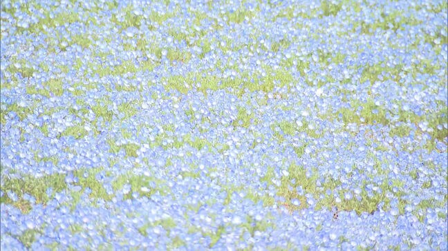 違法なケシの花 全国で64万本を除去 福岡では花イベント開催中の「海の中道海浜公園」でアヘンの原料”アツミゲシ”を確認|TBS NEWS DIG