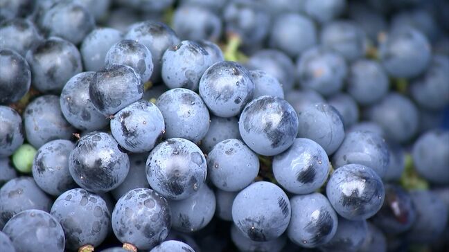 香川大学農学部が開発したブドウ品種「香大農R－1」を使った赤ワインの仕込み作業始まる　ポリフェノールは2～3倍|TBS NEWS DIG