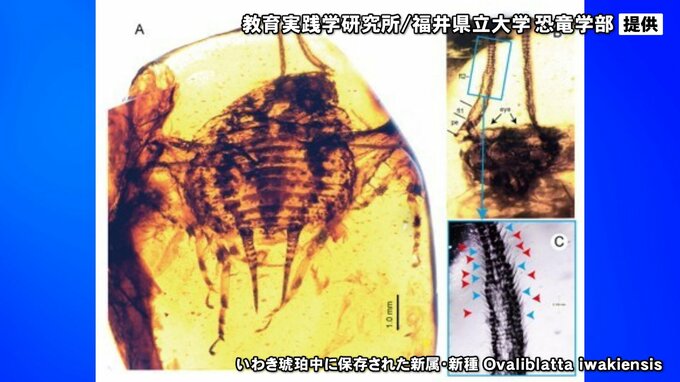8600万年以上前のゴキブリとは？世界初「琥珀中に白亜紀後期のゴキブリ」の化石 福井県立大学などが突き止める 夜行性行動の初期進化を示唆|TBS NEWS DIG