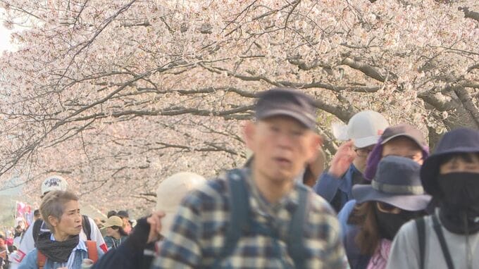 サクラ満開　春を感じて　幕末の志士の足跡たどる　9500人がエントリー　山口・下関|TBS NEWS DIG